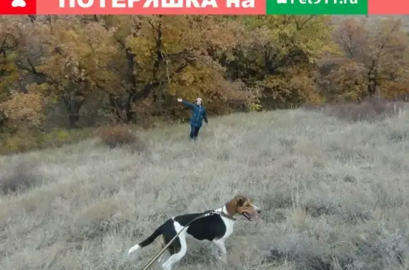 Пропала собака Роза в Кировском районе, Волгоград