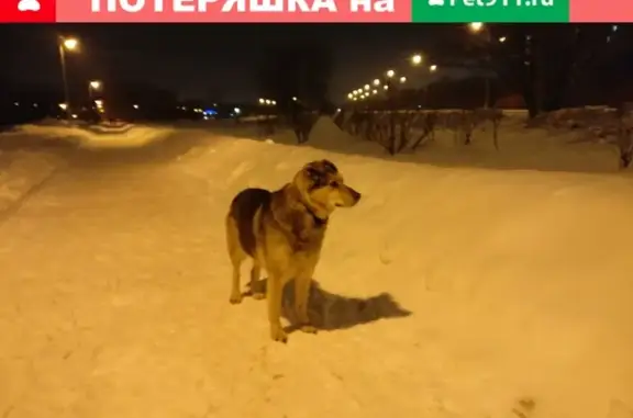 Найдена собака на ул. Чурилиха, м.Выхино