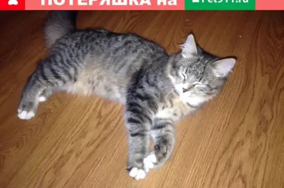 Найдена кошка в районе ботаники в Ставрополе.