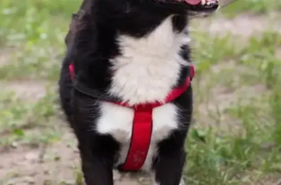 Пропала собака в Приволжском микрорайоне, нужна помощь