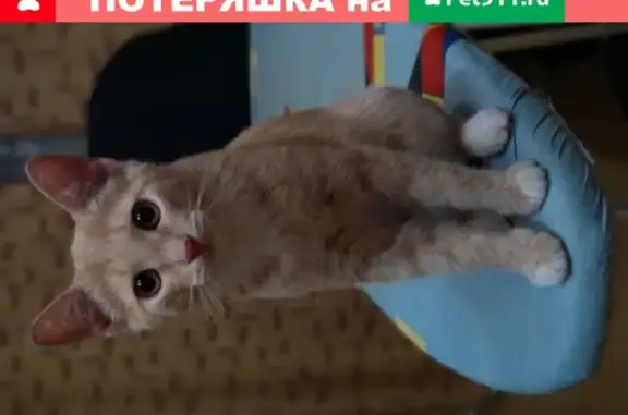Пропала рыжая кошка в Пушкино, Московский проспект 15