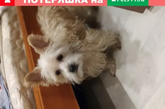 Найдена собака на пр. Культуры в СПб