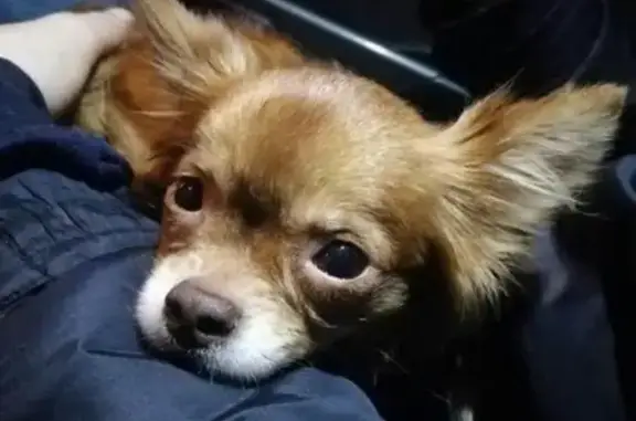Собака чихуа хуа найдена в Пензе
