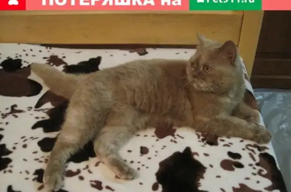 Найдена кошка в Ромашкинском поселении, Ленинградская область