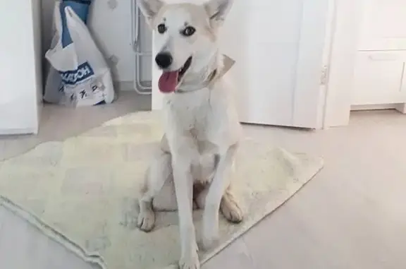 Собаки потеряшки, Некрасовка, фото: Потеряшка собака в Некрасовке, Москва (ул. Покровская, д. 12)