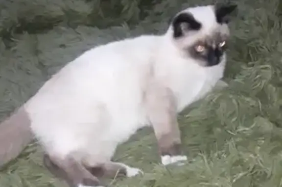 Пропала кошка Котик в Белово, Кемеровская область