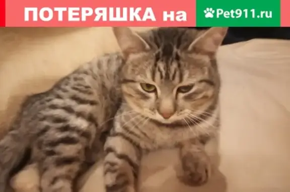 Найден домашний кот на Колхозном Рынке, Уфа