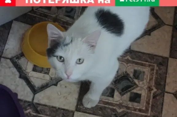 Пропала кошка Платон, Сызрань, Новостроящаяся ул. 16.