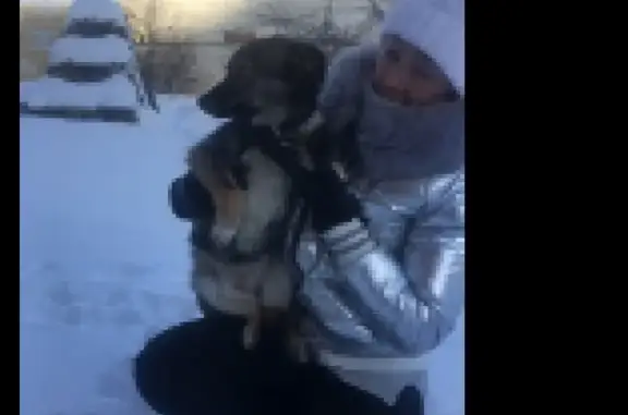 Найдена милая собачка на ул. Карагандинская в Оренбурге