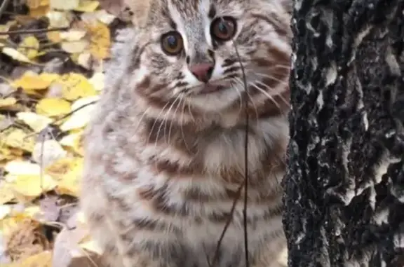 Пропала дикая бенгальская кошка в Перово