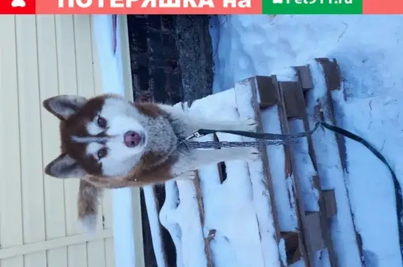 Собаки потеряшки, Тюмень, фото: Потеряшка собака Илизабет в Тюмени