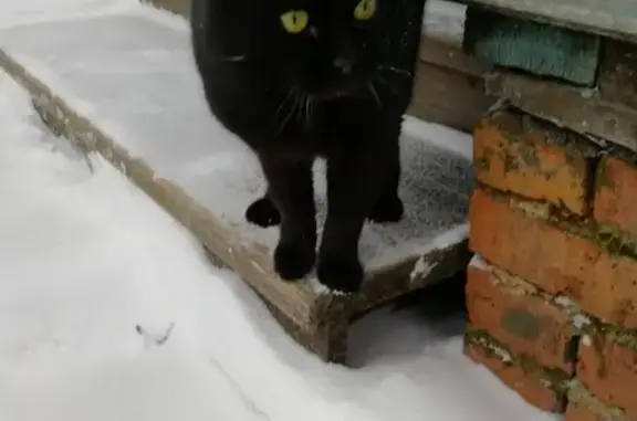 Найдена кошка в Детенково: молодой чёрный котик с двумя ошейниками.