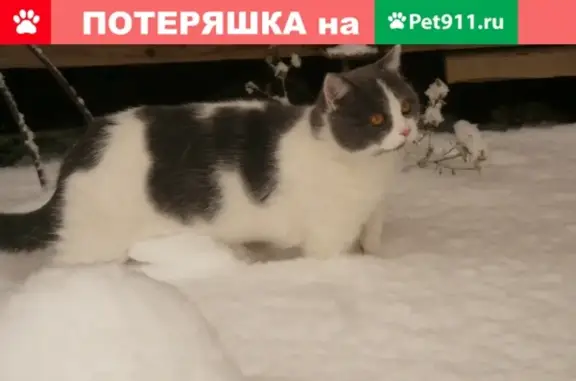 Кошки потеряшки, Новосибирск, фото: Потеряшка крупная кошка на ул. Оловянная, Первомайский район, Новосибирск.