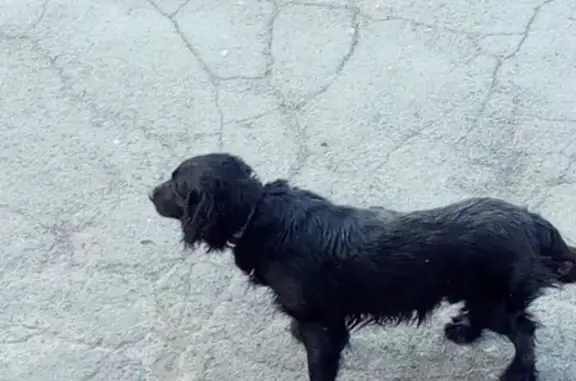 Собака найдена на ул. Свердлова 19, Владивосток