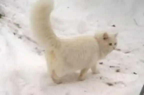 Найдена домашняя кошка в Первомайском поселении, Москва