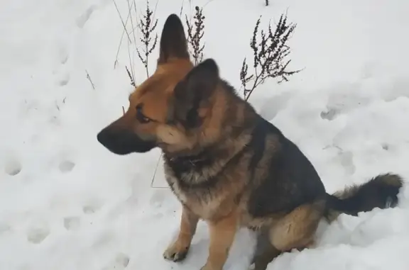 Найдена молодая собака Кобель в Красногорске, контактная и добрая