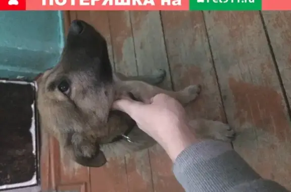 Собака найдена в Улан-Удэ, Бурятия, Россия