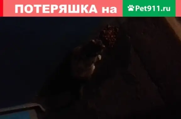 Найдена кошка в Петрозаводске, Карелия
