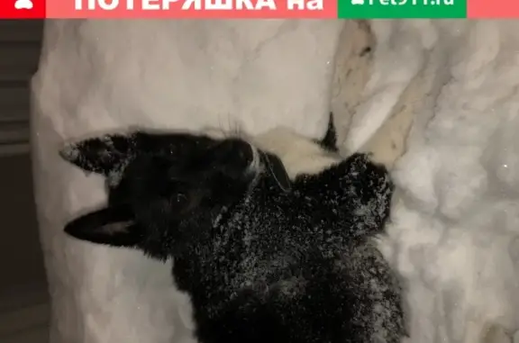 Собака Лайка найдена в Шопино, Калуга.