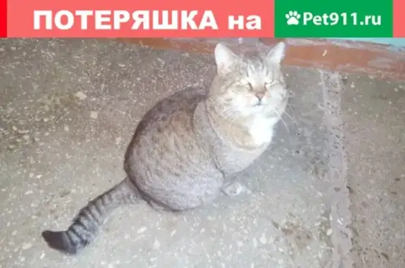 Грустный кот на ул. Чапаева 34, Киров