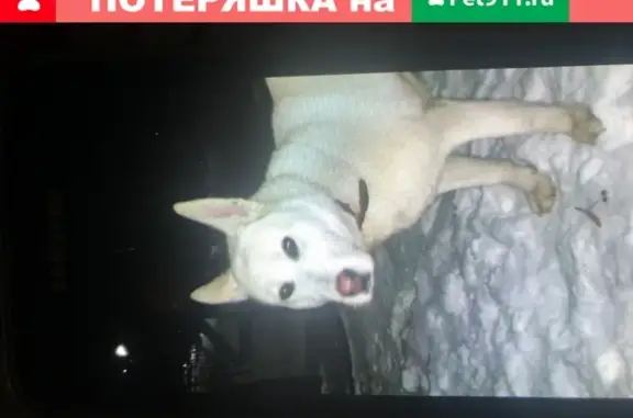 Найдена собака с ошейником в Туле