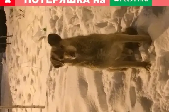 Найден рыжий кобель в ЖК Бутово Парк