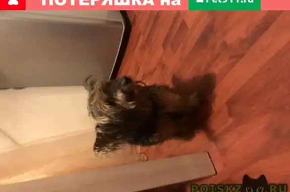 Найдена собака на ул. Твардовского, Балашиха