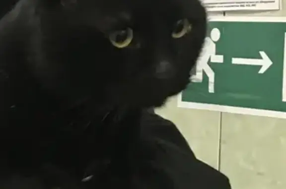 Найден большой чёрный кот без хвоста возле метро Парк Культуры