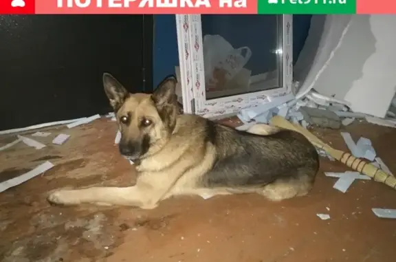 Найдена собака в д. Полушкино, Раменский р-н.