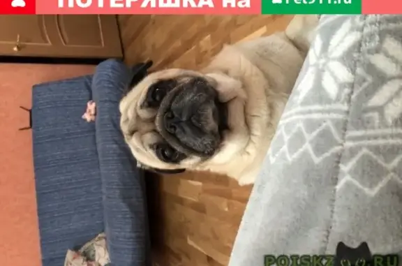 Собаки потеряшки, Маркс, фото: Потеряшка собака за автовокзалом в Марксе