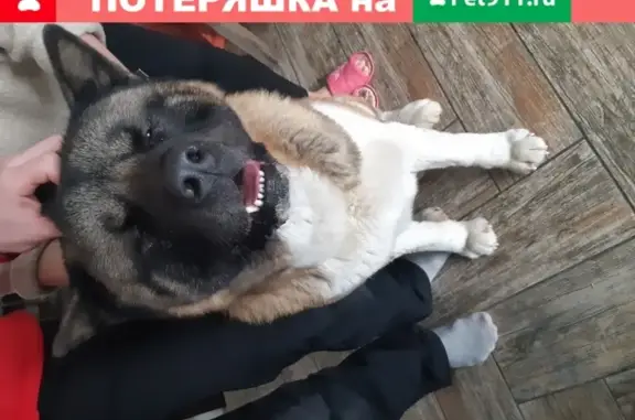 Собака Кабель найдена в поселке Сосны, Красноярск.