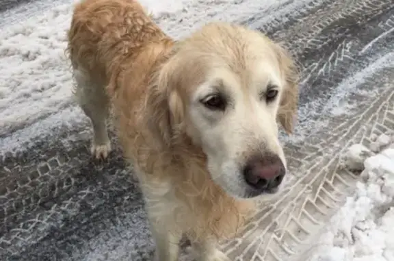 Пропала собака на Ярославском шоссе, 54, вознаграждение!
