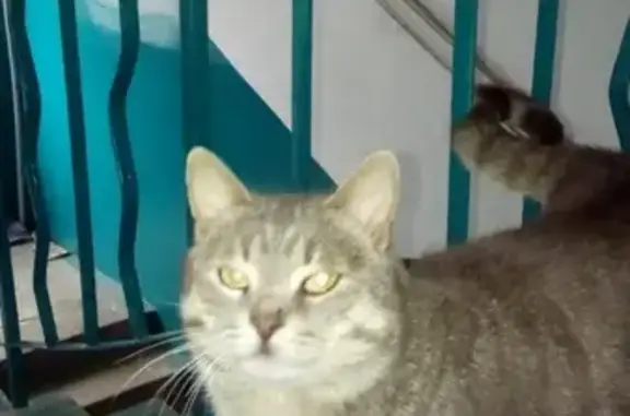 Найден серый кот в Западном районе Ростова-на-Дону
