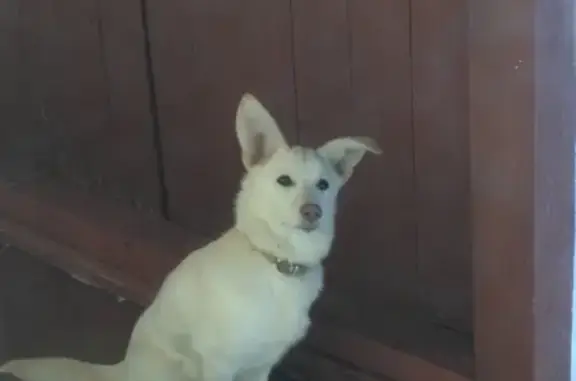 Найдена белая собачка в Балаково