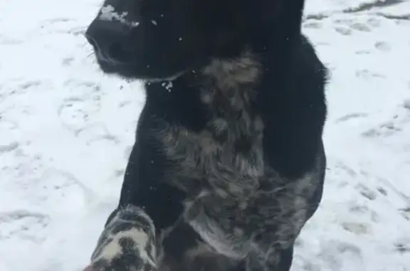 Пропала собака в Краснодаре, ул. Российская (ТЦ Лента)