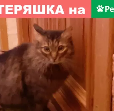 Найдена кошка на Ленинградском 60 корп. 4.