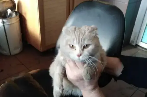 Найдена шотландская кошка на ул. Кулагина, Барнаул