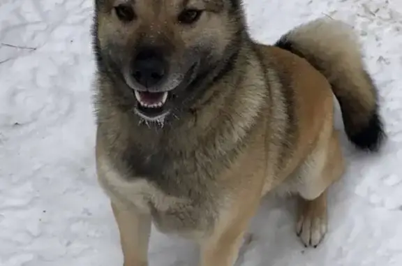 Найдена собака в лесу Тамбовской области