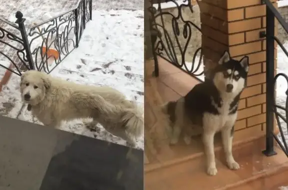 Пропала собака в Подольске