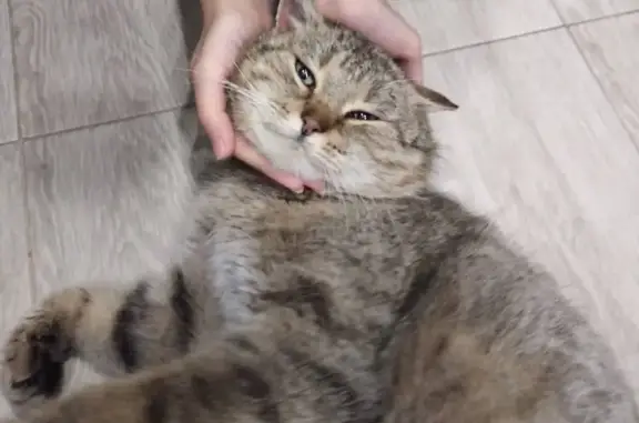 Найден ласковый кот с ошейником в Белгороде