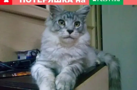 Пропала кошка Лёва, Волгоград, ул. Бурмакова 1