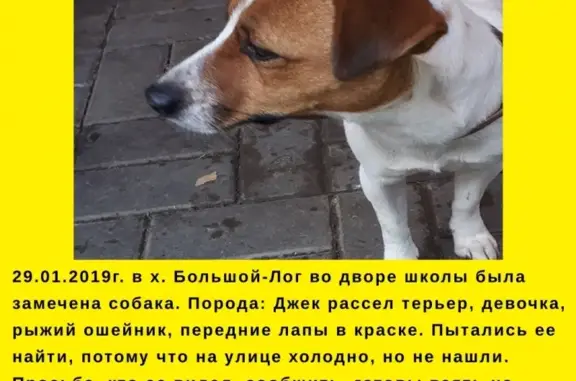 Пропала собака породы Джек Рассел терьер в х. Большой Лог, Ростовская область