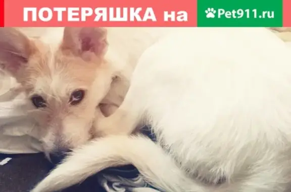 Найден пугливый щенок на ул. Юрия Гагарина, 18