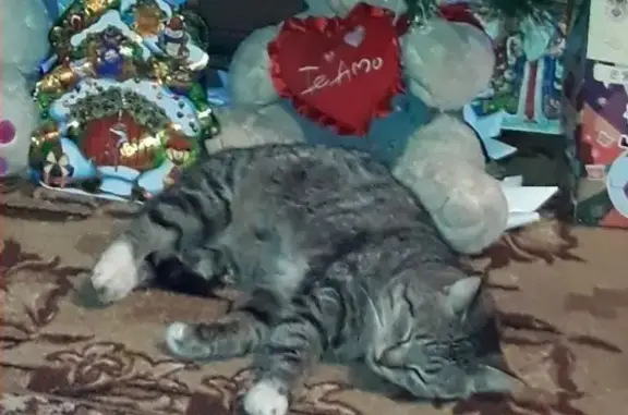 Кошки потеряшки, Саранск, фото: Потеряшка котик на Набережной Ю-З, Саранск, Россия