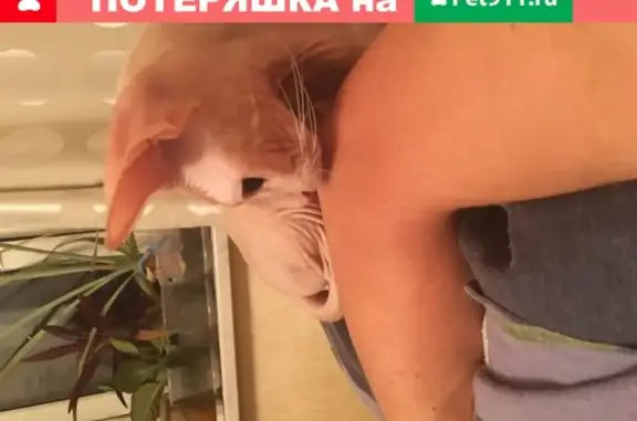 Пропала кошка-Сфинкс в Уфе, ул. Н. Ковшовой