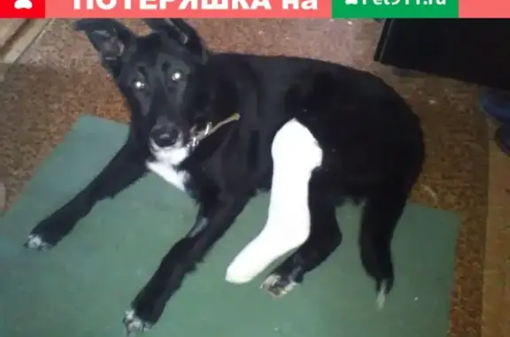 Пропала собака Бэт в Нижнем Тагиле