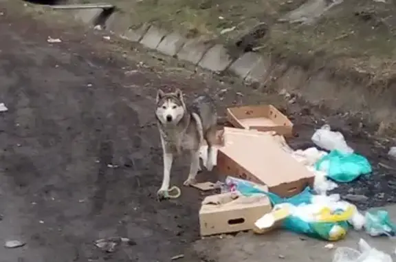 Найдена собака в Батайске, возле 42 техникума.