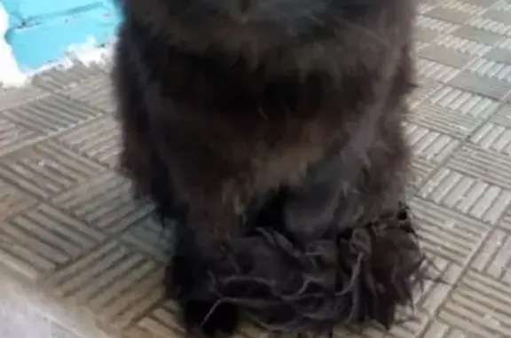 Найден домашний черный кот в Реутове.
