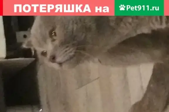 Найден домашний британский кот на ул. Тимирязева, 11