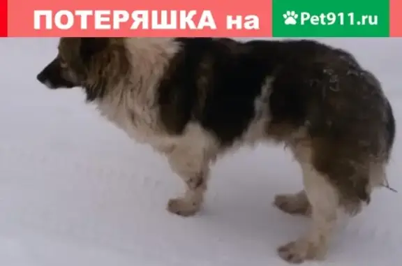 Собака найдена в Солнечногорске, МО